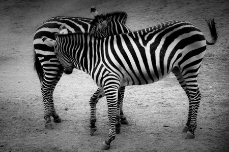 Two zebras playing in black and whiteの写真素材