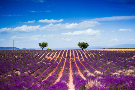 Two trees on top of lavender fieldsの写真素材