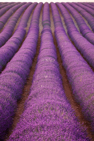 Parallel rows of lavender bushの写真素材