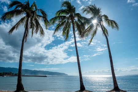 Three palm trees on the Hawaiian shoreの写真素材