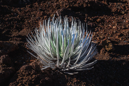 silversword plant in haleakala national parkの写真素材