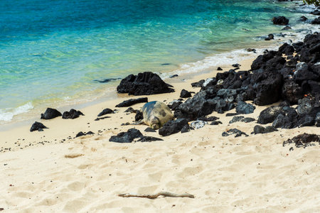 Protected Monk seal on a hawaiian beachの写真素材