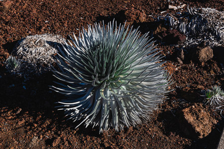 silversword plant close up in haleakala parkの写真素材