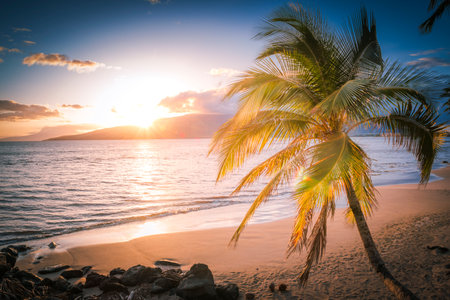 Direct sunset behind a palm treeの写真素材