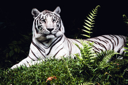 White tiger resting in the grassの写真素材
