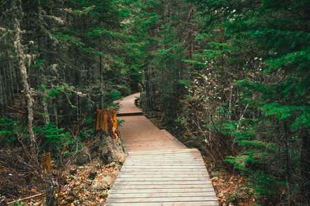 Boardwalk in pine tree forestの写真素材