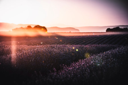 Fantasy sunset on a lavender field in provenceの写真素材