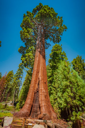 Giant sequoia named sentinel treeの写真素材