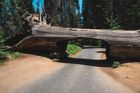 Tunnel log in Sequoia National Parkの写真素材