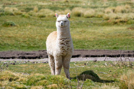 White alpaca in a green field in Chileの写真素材