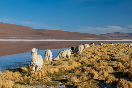 Herd of alpaca in front of the laguna coloradaの写真素材