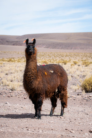 Brown alpaca standing and staringの写真素材