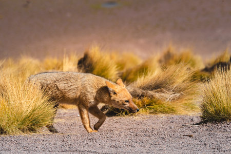 Culpeo or Lycalopex culpaeus or andean fox
