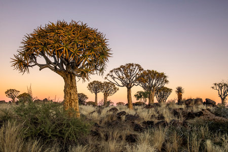 Quiver tree forest in the sunset light