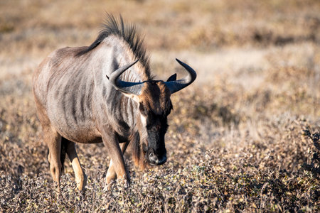 Blue wildebeest in the bush in Etosha national park