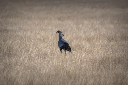 Secretarybird walking in Etosha grasslandの写真素材