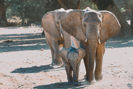 Desert elephant family walkingの写真素材