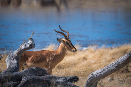 Impala with a broken horn near a waterhole