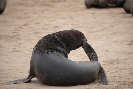 A sea lion scratching its headの写真素材