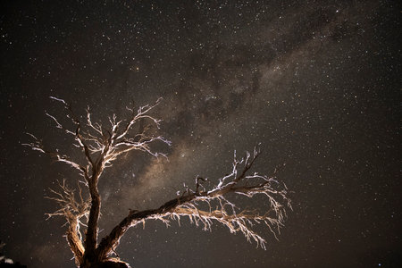 Backlit dead tree and the milky way