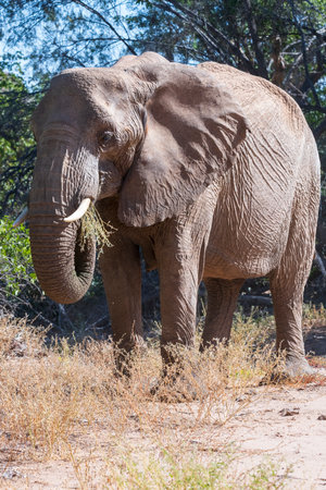 Portrait of a desert elephant eating dry grass with its trunk
