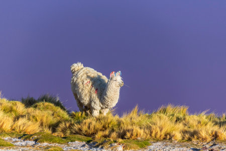 Llama in front of the laguna coloradoの写真素材