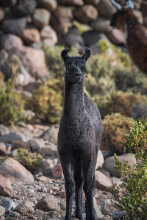 A young black alpaca standingの写真素材