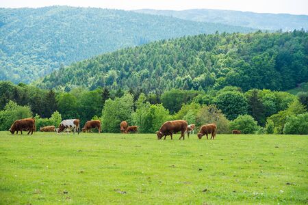 Dairy cows grazing on a meadow in a spring landscapeの写真素材