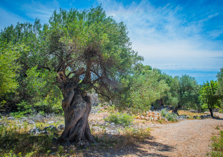 Olive Trees Garden, Mediterranean old olive field. Croatia olive grove, Lun, island Pag - Imageの写真素材