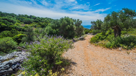 Olive Trees Garden, Mediterranean old olive field. Croatia olive grove, Lun, island Pag - Imageの写真素材