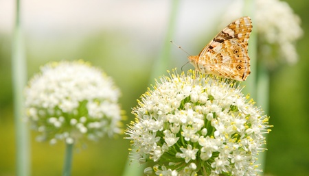 Yellow, black and orange butterfly on a white flowersの写真素材