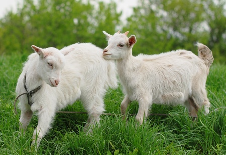Young goats on flowery grass fieldの写真素材