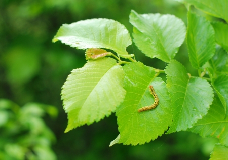 Caterpillar on a green leaf