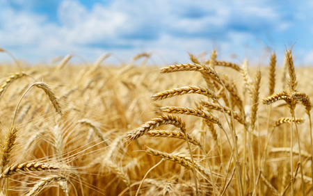 Golden wheat field on summer dayの写真素材