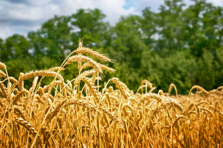 Ripe ears of golden wheat. Photo taken on: July 9, 2014の写真素材