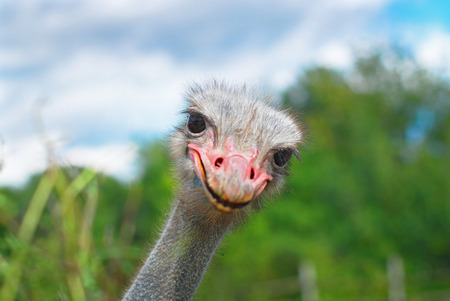 Ostrich head closeup on the fieldの写真素材