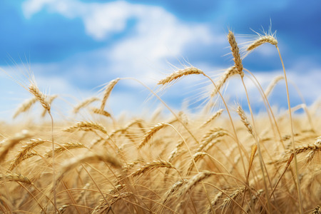 Wheat field under blue sky