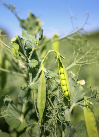 Field of green peas under blue skyの写真素材