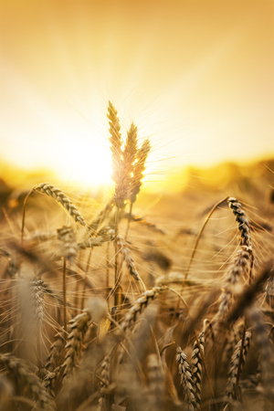 Sunset behind a wheat field. の写真素材