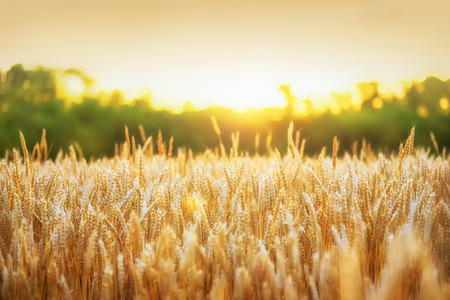 Sunset behind a wheat field.