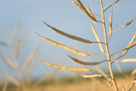 Ripe pod of on the field of rape. Macro view.
