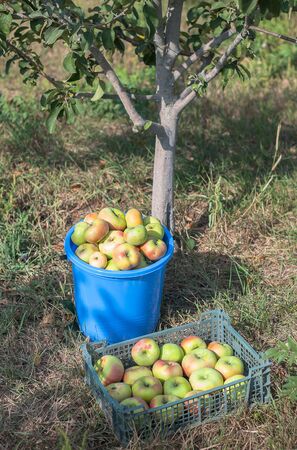 Apple tree, bucket and box with apples in the gardenの写真素材