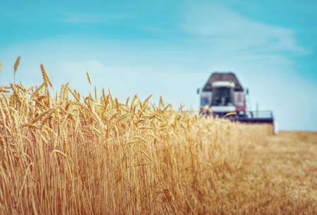 Combine harvester working on the wheat fieldの写真素材