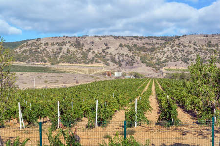 Grape plantation on the southern coast of Crimeaの写真素材