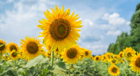 Flowering sunflowers on the fieldの写真素材