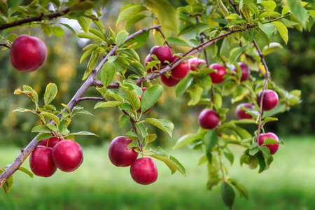 Ripe red plums Shater on the branchの写真素材