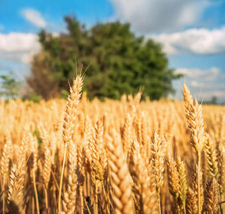 Ripe wheat in the fieldの写真素材