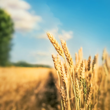 Golden wheat field under blue skyの写真素材