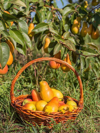Ripe pears in the garden under the treeの写真素材