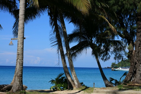 Coconut trees on the beachの素材